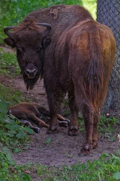 Зубр и теленок в Национальном парке Беловежа в Польше — стоковое фото