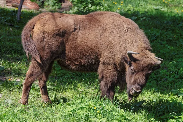 Bison i Bialowieza nationalpark Polen — Stockfoto