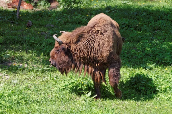 Bison av Polen i Bialowieza nationalpark — Stockfoto