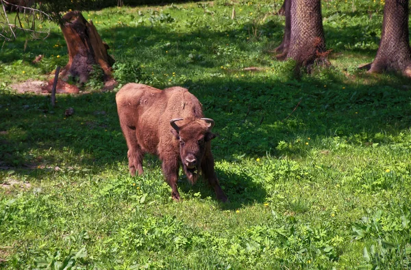 Buzağı bizon Bialowieza Milli Parkı'nda Polonya — Stok fotoğraf