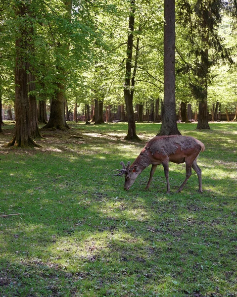 Ciervo en el Parque Nacional Bialowieza en Polonia — Foto de Stock