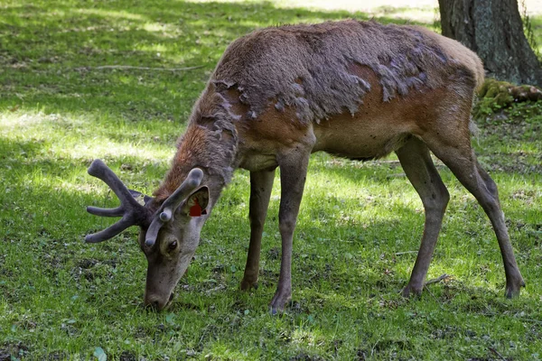 Ciervo en el Parque Nacional Bialowieza en Polonia — Foto de Stock