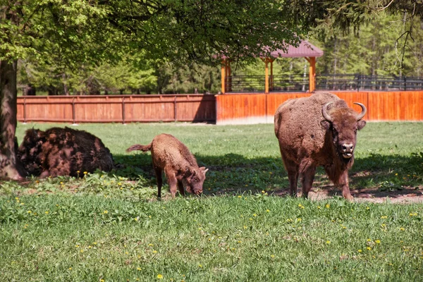 Ursprungsbesättningen Bisons och kalv i Bialowieza nationalpark — Stockfoto