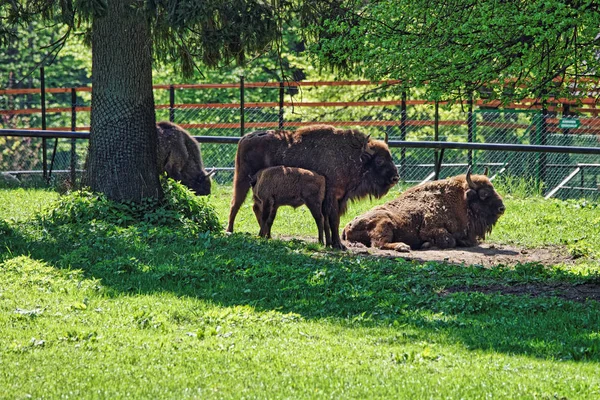 Besättningen av bisonoxar med kalv på Bialowieza nationalpark Reserve — Stockfoto