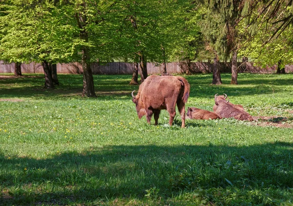 Besättningen av bisonoxar med kalv i Bialowieza nationalpark — Stockfoto