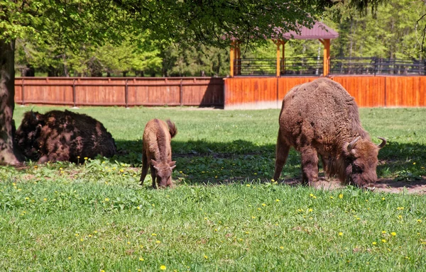 Besättningen av bisonoxar med kalv i Bialowieza nationalpark — Stockfoto