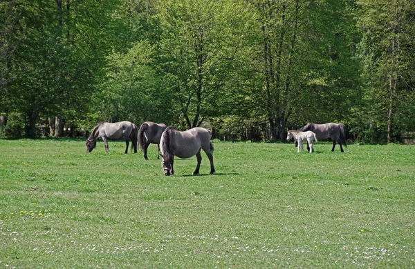 Rebanho de cavalos no Parque Nacional de Bialowieza, na Polónia — Fotografia de Stock