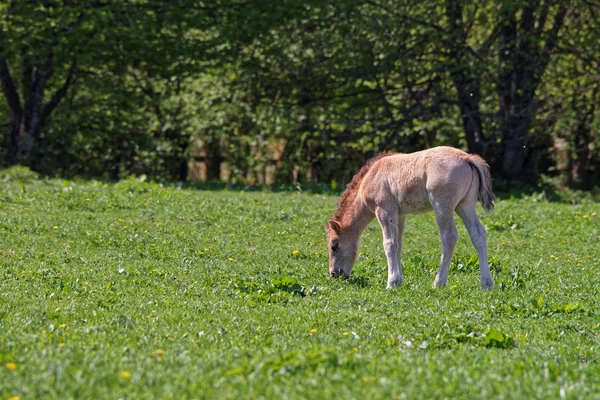 Colt de caballo en el Parque Nacional Bialowieza en Polonia — Foto de Stock