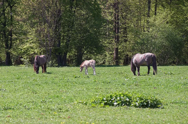 Стадо лошадей в Национальном парке Беловежа в Польше — стоковое фото