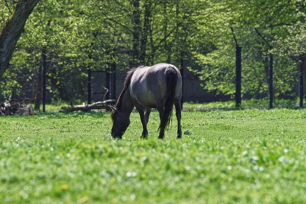 Caballo en el Parque Nacional Bialowieza en Polonia — Foto de Stock