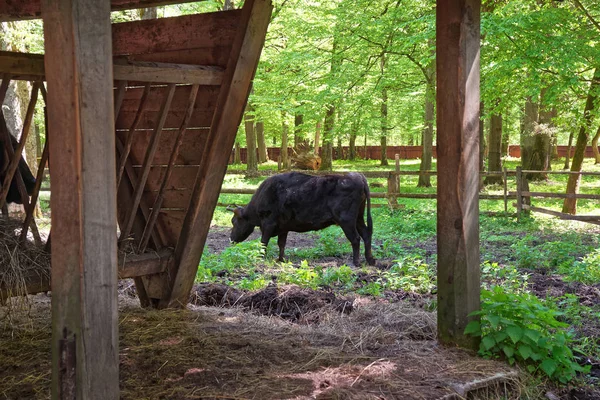Hybrid av ko och bison Bialowieza nationalpark — Stockfoto