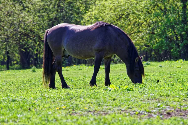 Caballo macho en el Parque Nacional Bialowieza en Polonia — Foto de Stock