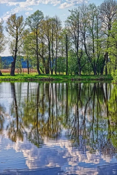 Stromy a obloha v rybníku v regionu Bělověžský národní Park — Stock fotografie