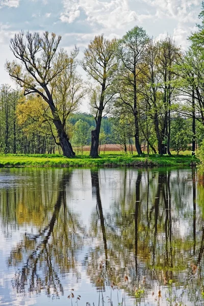 Árvores espelhadas na lagoa no Parque Nacional Bialowieza, na Polônia — Fotografia de Stock