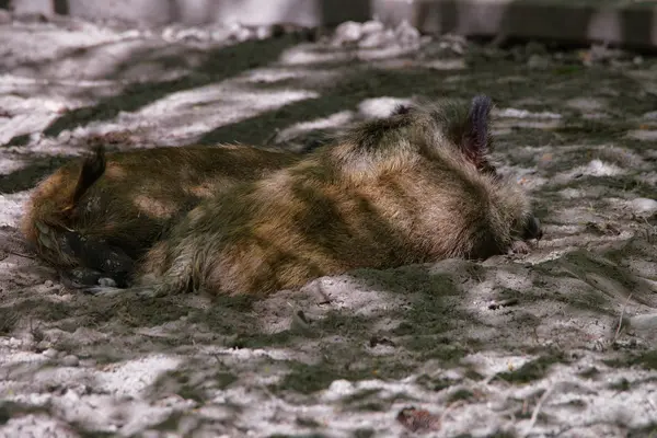 Polonya 'daki Bialowieza Ulusal Parkı' nda yaban domuzları — Stok fotoğraf