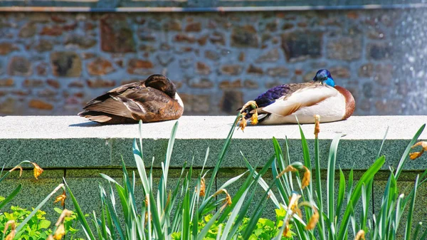 Patos en el jardín en Karlovy Vary — Foto de Stock