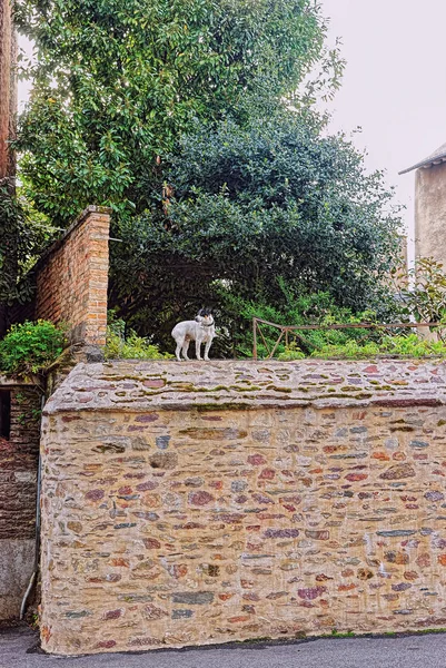 Cão nas ruas de Rennes — Fotografia de Stock