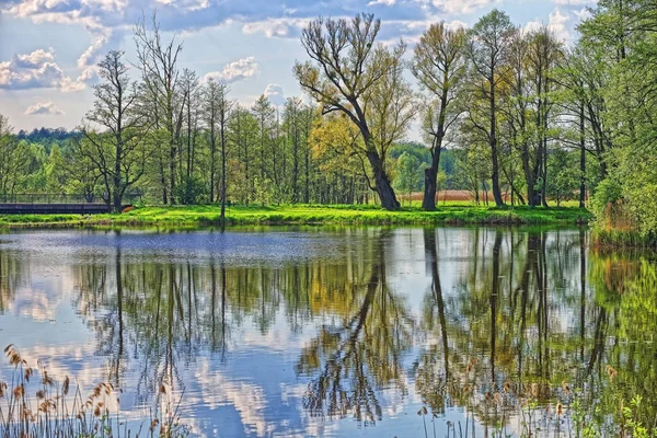Trees mirrored at pond in Bialowieza National Park in Poland Royalty Free Stock Photos
