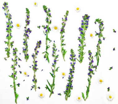 Çerçeve alanı çiçek ve beyaz papatya