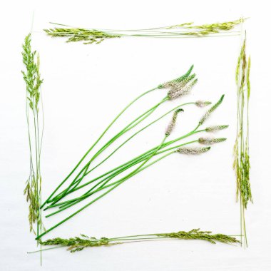 Alan çim beyaz arka plan üzerinde çerçeve