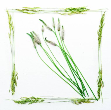 Alan çim beyaz arka plan üzerinde çerçeve