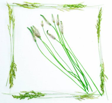 Alan çim üzerinde beyaz çerçeveli