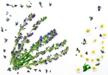 Alan çiçek ve papatya ile çerçeve