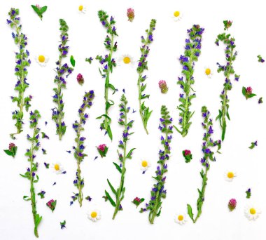 İle alan çiçek yonca ve beyaz papatya