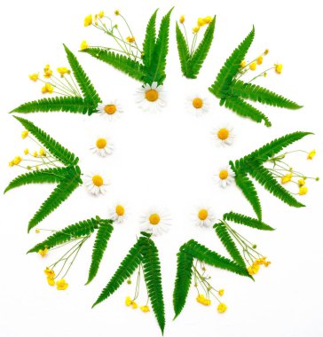 Çelenk papatya Düğünçiçeği ve fern ile