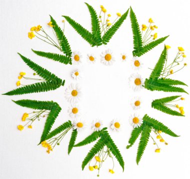 Çelenk papatya Düğünçiçeği ve yeşil fern ile