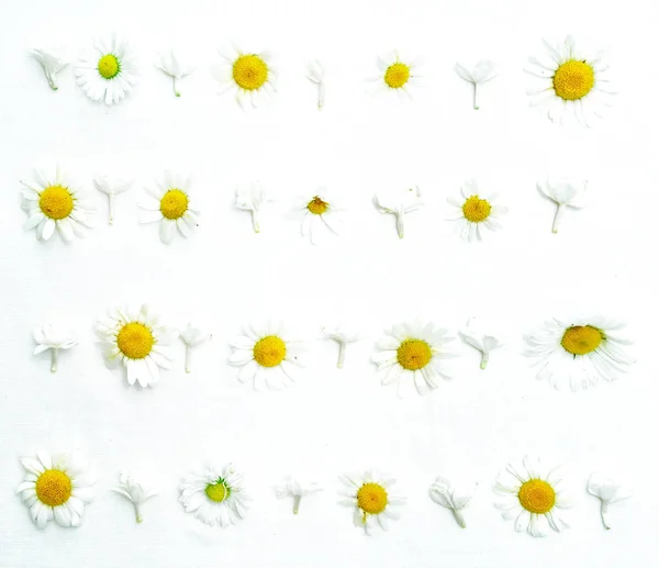 Marco con manzanillas y flores de jazmín y en blanco — Foto de Stock