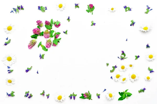 Marco con flores de campo tréboles y manzanilla — Foto de Stock