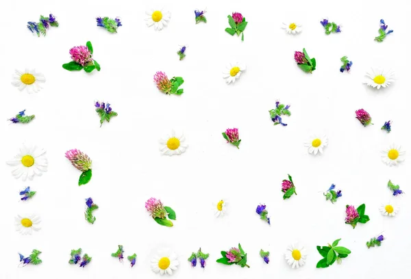 Marco con flores de campo trébol y manzanilla — Foto de Stock