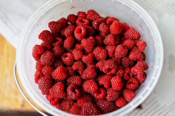 Eimer mit frischen Himbeeren Hintergrund Nahaufnahme — Stockfoto