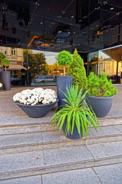 Yeşil bitkiler ve çiçekler Vilnius sokaklarında