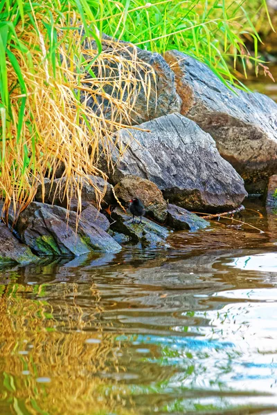 Відображення води в ставку і чорний курча — стокове фото