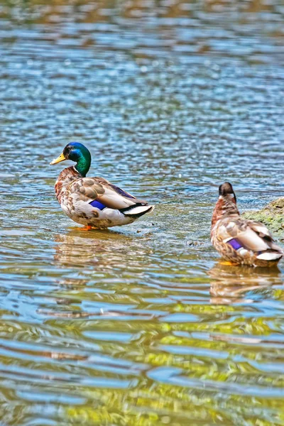 Yeşilbaş ördek gölet — Stok fotoğraf
