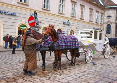 At fiacre adlı Stephansplatz Viyana şehir merkezinde