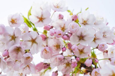 Sakura veya kiraz ağacı çiçek blossom ilkbaharda ihale