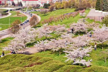 Sakura veya kiraz ağacı çiçek çiçek bahar Vilnius şehir