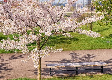 Sakura veya kiraz ağacı çiçek blossom ve tezgah