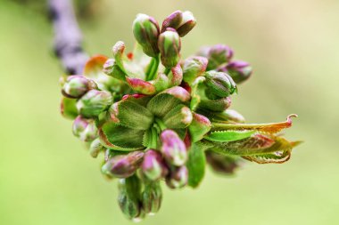 Sakura veya kiraz ağacı çiçek tomurcukları bahar yeşil arka planda