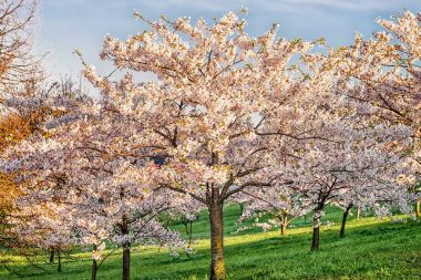 Sakura kiraz ağacı çiçek çiçek bahar yeşil mavi arka planda