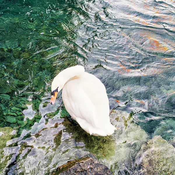 Cisne branco na costa do Lago de Genebra — Fotografia de Stock