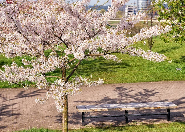 サクラやチェリーの木花が咲くとベンチ — ストック写真