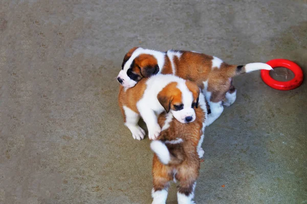 São Bernardo cachorros brincando no canil de reprodução Martigny — Fotografia de Stock