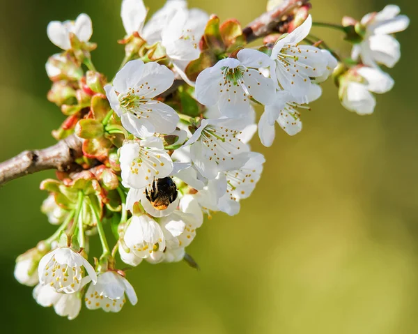 Biene in Sakura Kirschbaum weiße Blumen blühen im Frühling — Stockfoto