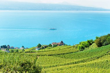 Swiss Lavaux bağ Teras