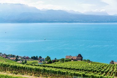 Lavaux bağ Teras Cenevre Gölü ve İsviçre İsviçre dağlarında