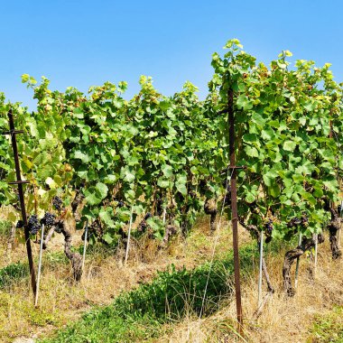 İz İsviçre Lavaux hiking bağ Teras